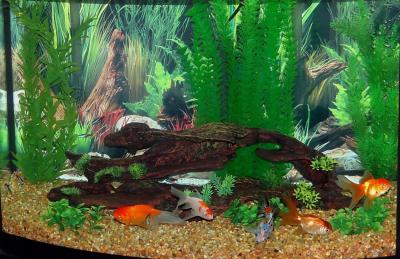 petsmart uv sterilizer