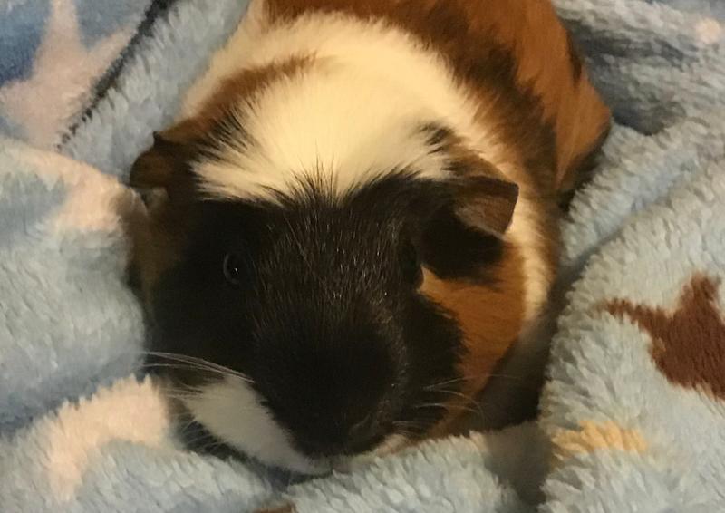 guinea pig for sale at petsmart