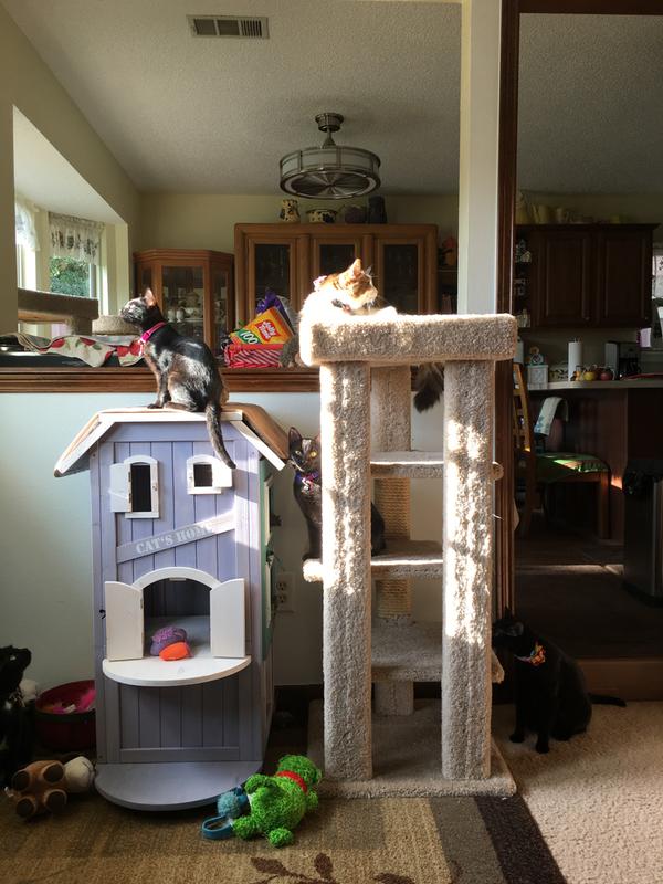 3 story cat house