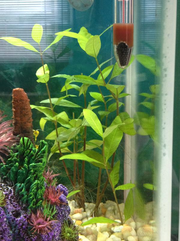 petsmart live plants