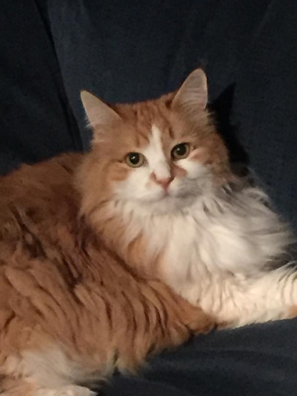 cat pheromone diffuser petsmart