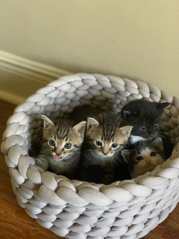 petsmart bike basket