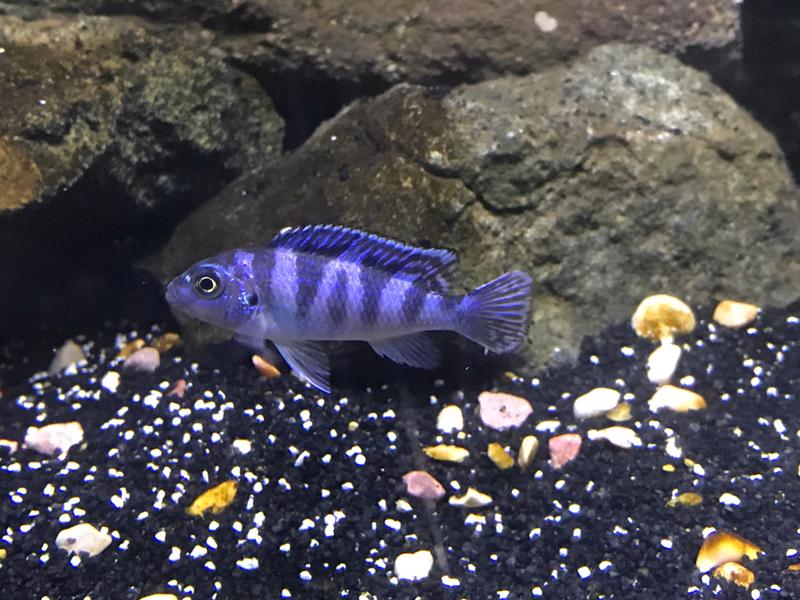 cichlid sand petsmart