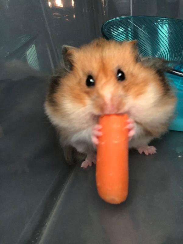 syrian hamsters for sale at petsmart