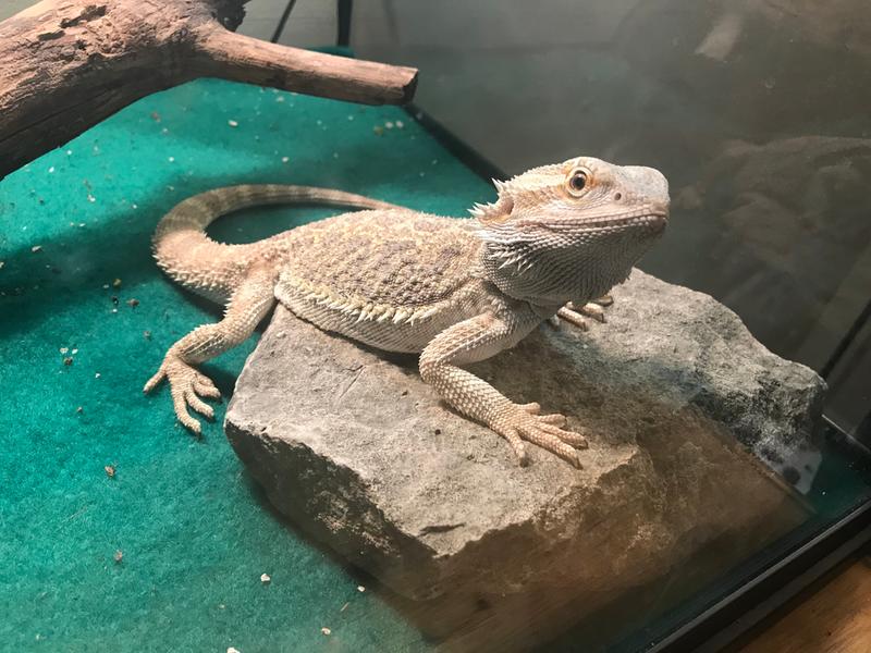 petsmart lizard food