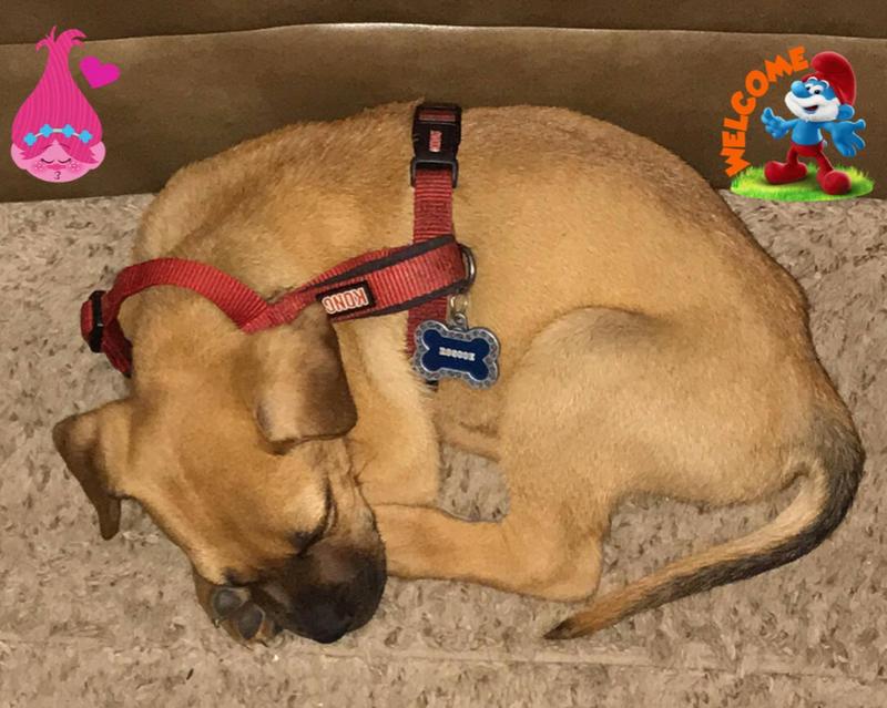 kong dog harness petsmart