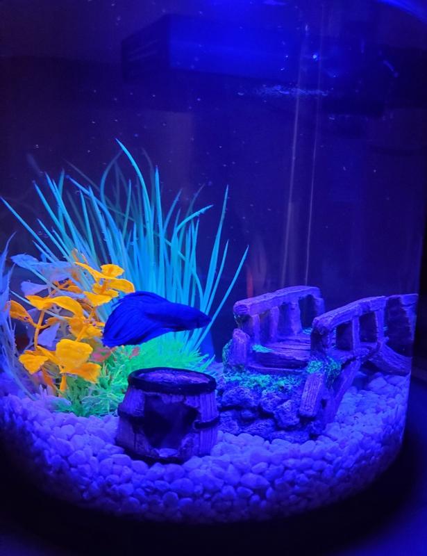 Petsmart 3.5 gallon tank best sale