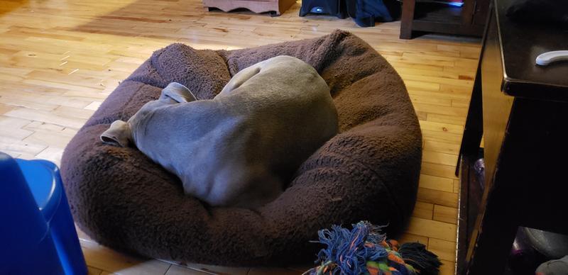 titan dog bed