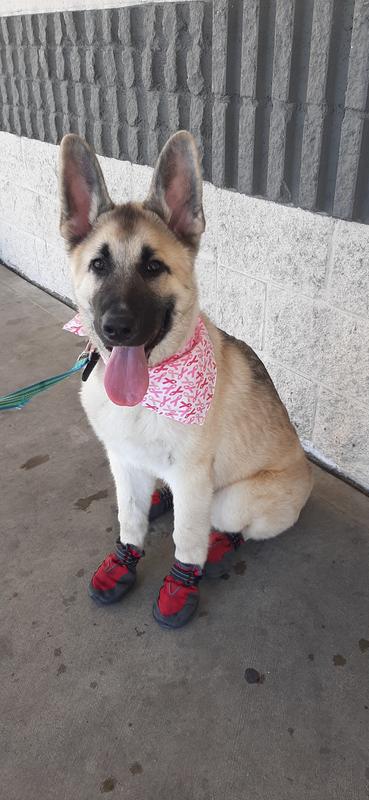 Dog hiking boots petsmart best sale