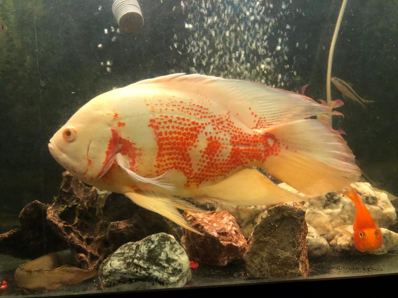 oscar fish price petsmart