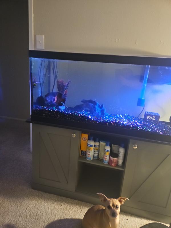 Tiger Oscar Cichlid
