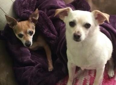 authority hip and joint jerky