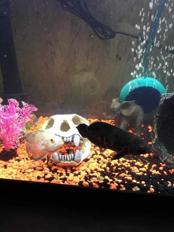 oscar fish price petsmart