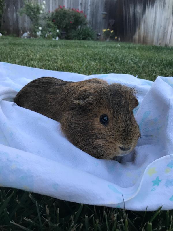 baby boy guinea pig