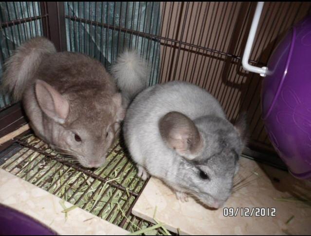 chinchilla petsmart