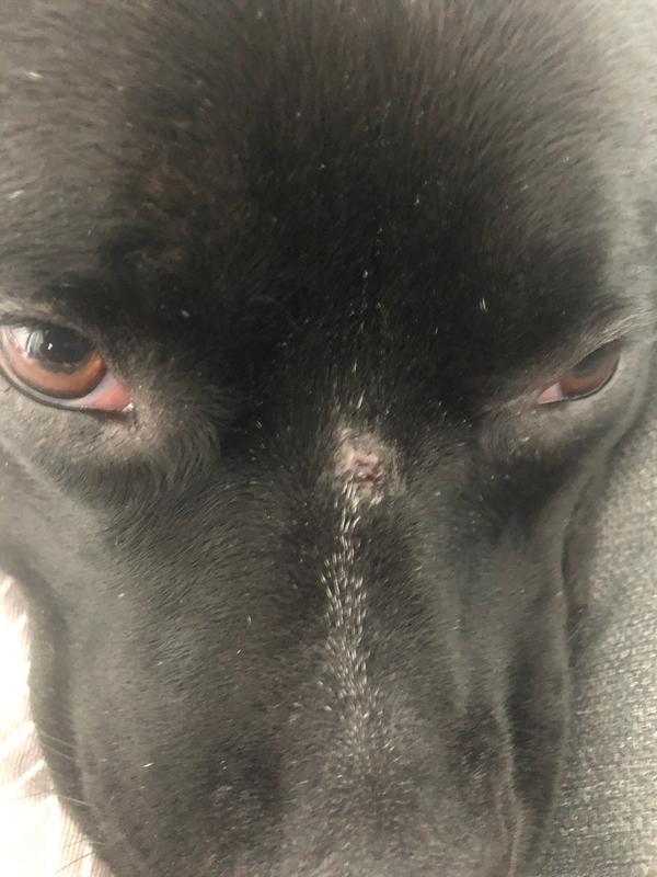 petsmart dog bandage