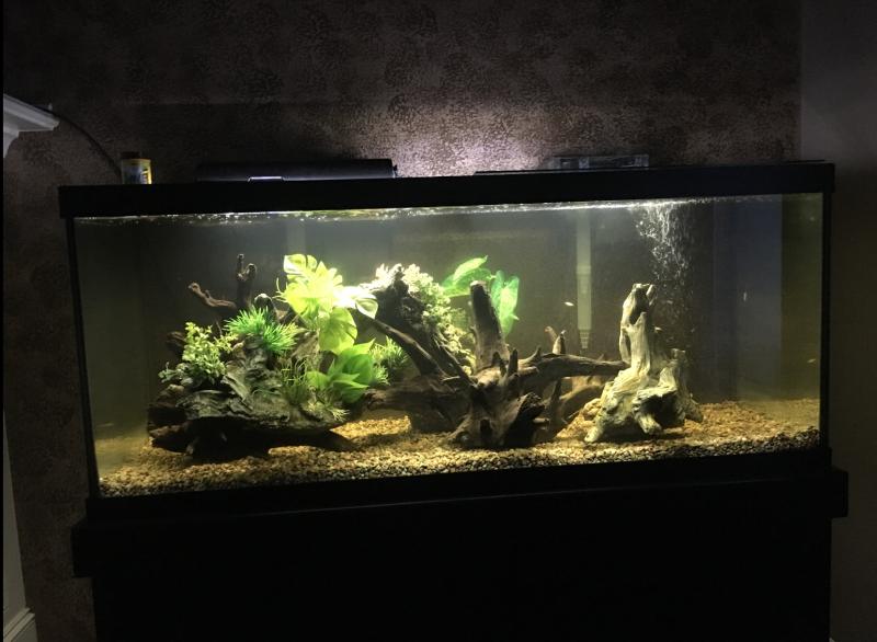 petsmart 75 gallon fish tank