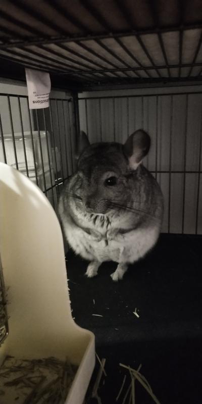 Female Chinchilla For Sale Live Small Pets Petsmart