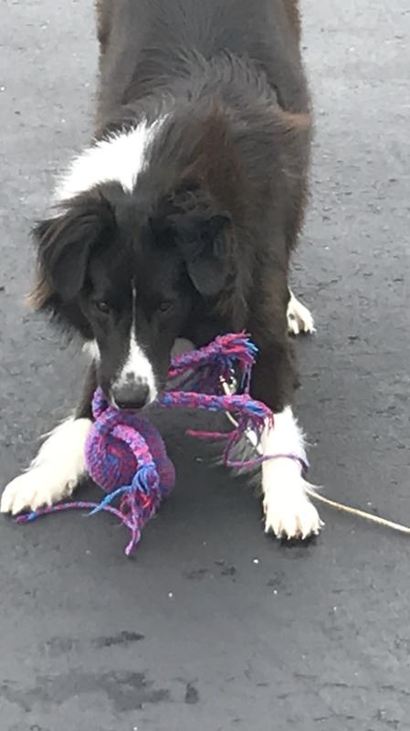 my dog destroyed a kong