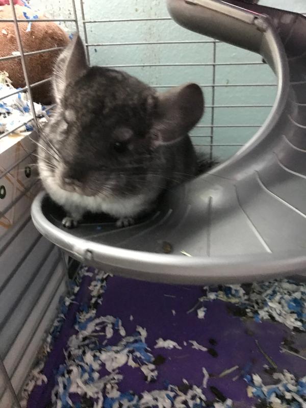 places that sell chinchillas