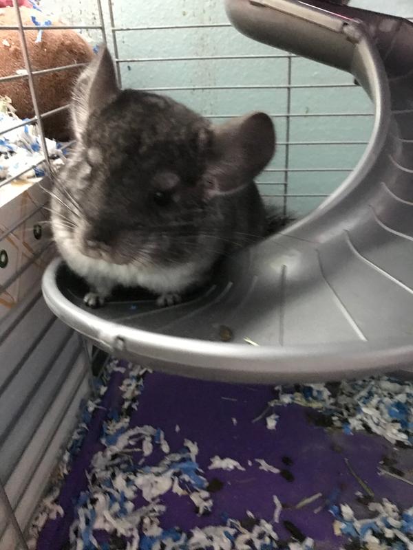 chinchilla pet for sale