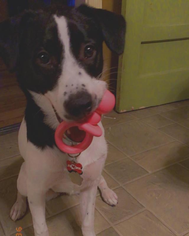 KONG Binkie Treat Dispensing Puppy Toy COLOR VARIES