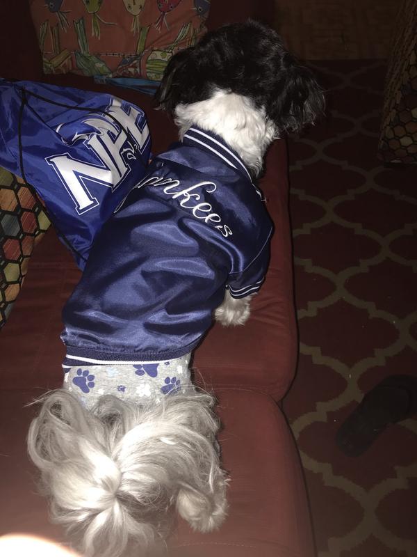 yankees dog clothes