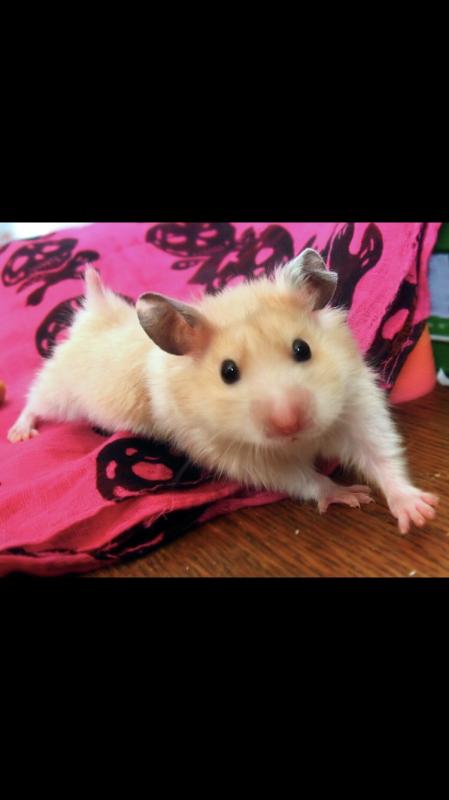 higgins sunburst hamster