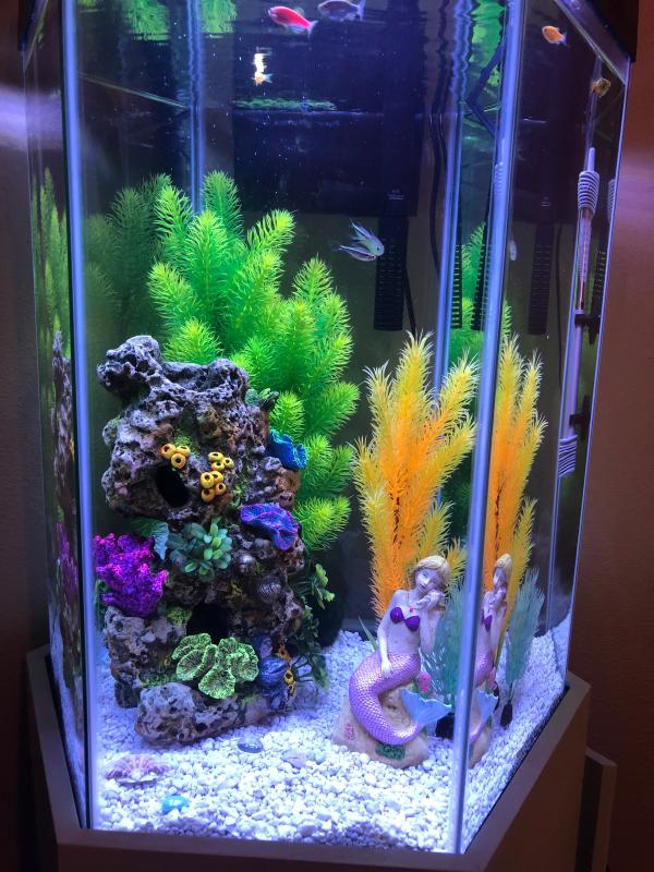 top fin 20 gallon hexagon tank stand
