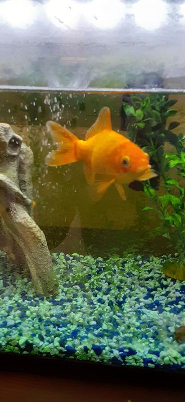 Malaysian Trumpet Snails Petsmart