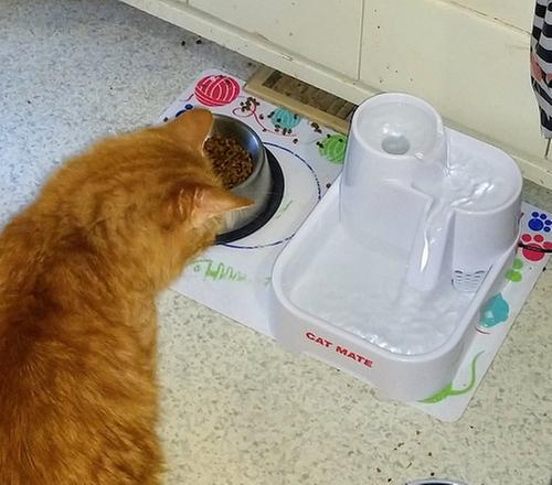 Cat mate drinking fountain best sale