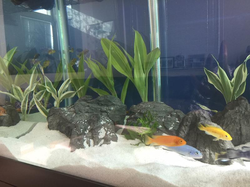 petsmart fish tanks 125 gallon