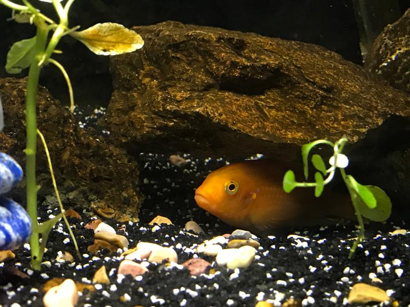 cichlid sand petsmart