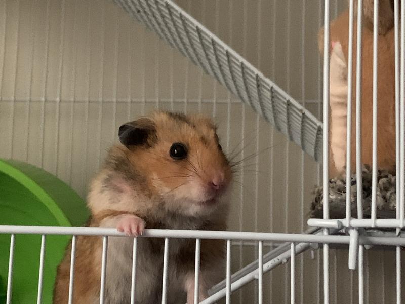 Fancy Bear Hamster