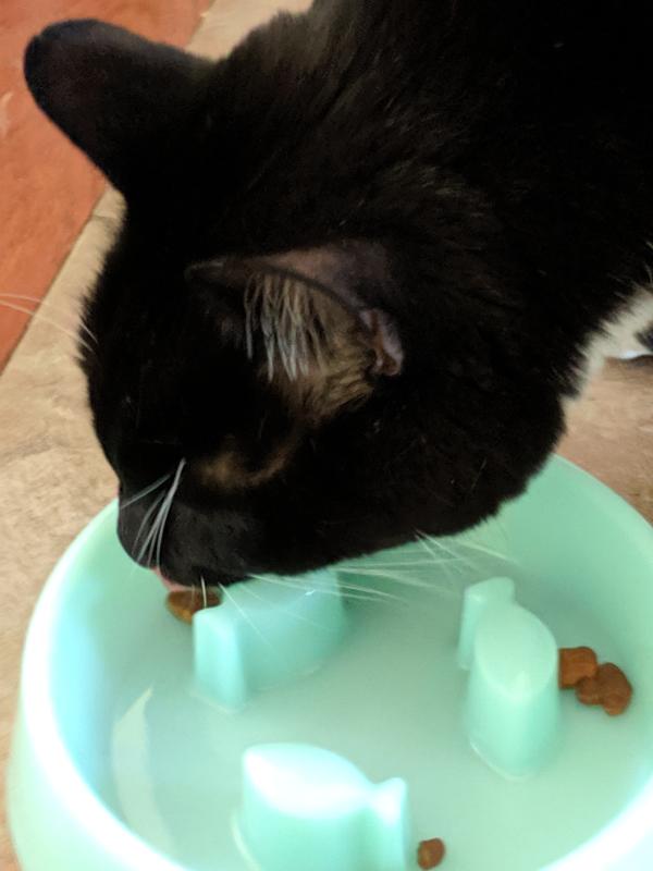 petsmart slow feed cat bowl