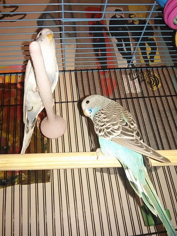 Petsmart budgies hotsell