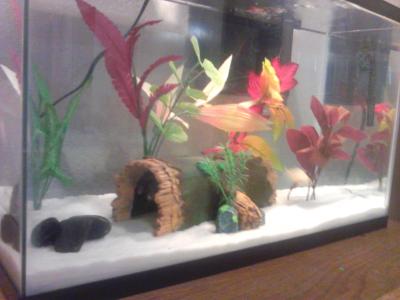 cichlid sand petsmart