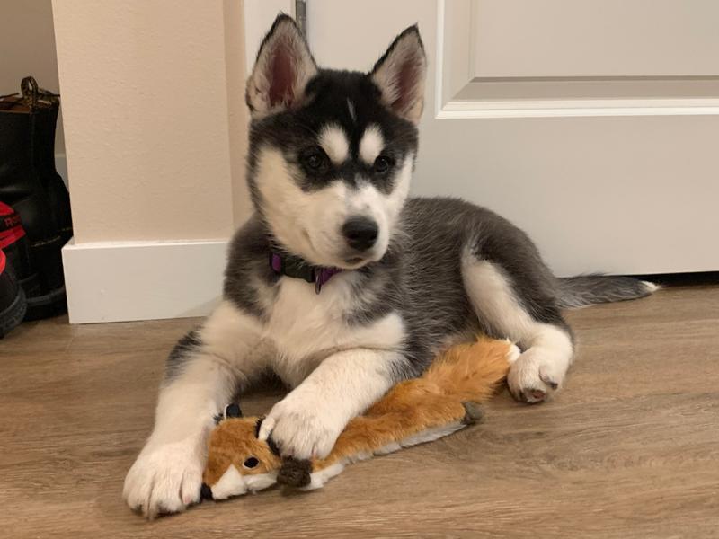 adaptil diffuser petsmart