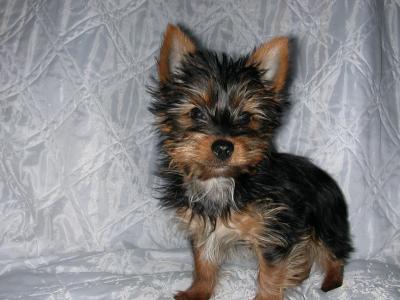 hills low fat id canned