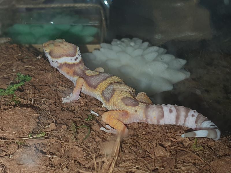 leopard geckos at petsmart