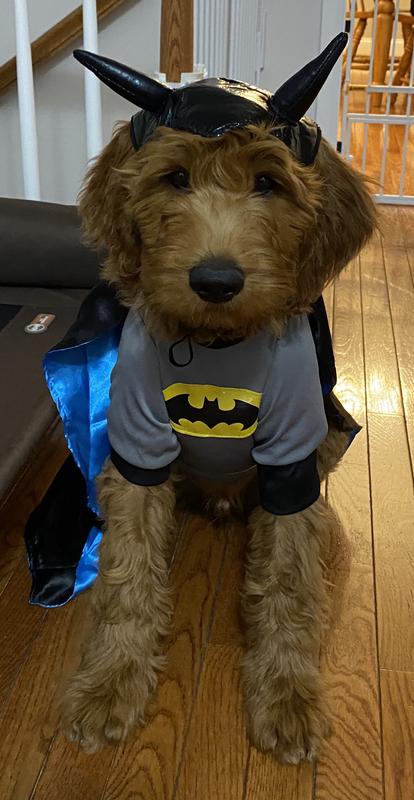 Large dog batman costume best sale