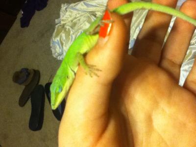 anole petsmart