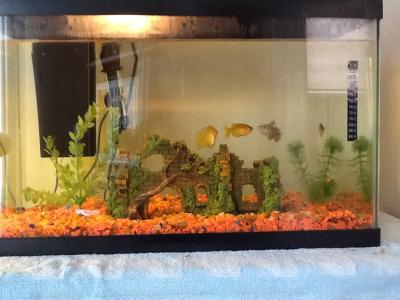 madagascar rainbow fish petsmart