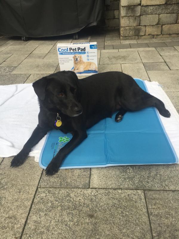 dog cooling pillow