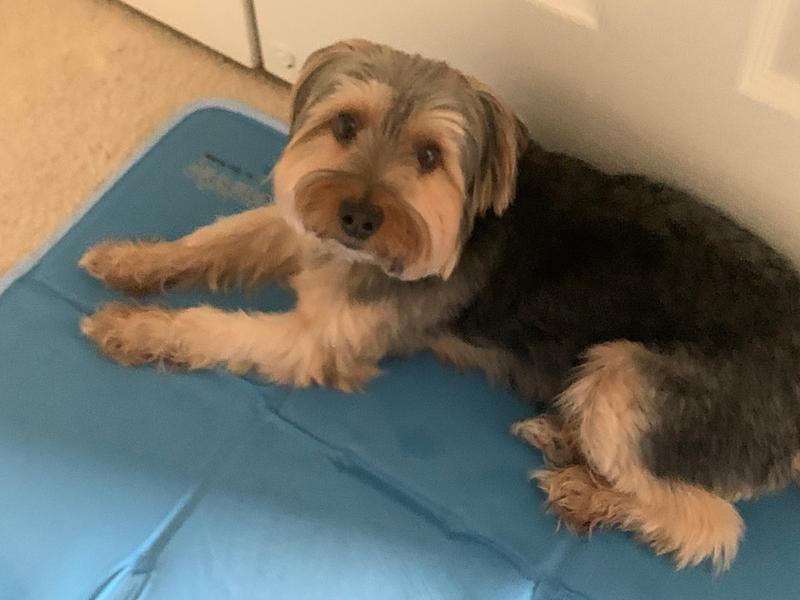 cooling pad for dogs petsmart