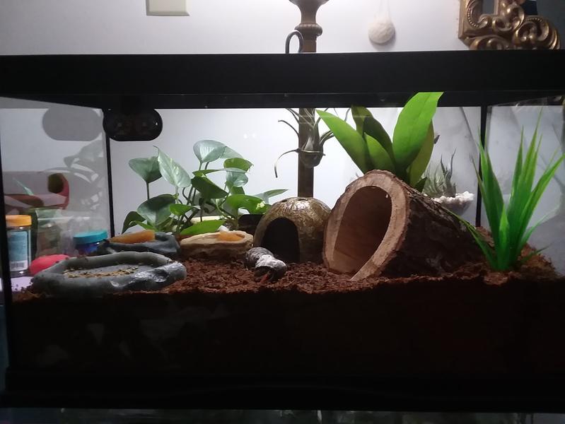 zoo med reptihabitat hermit crab kit