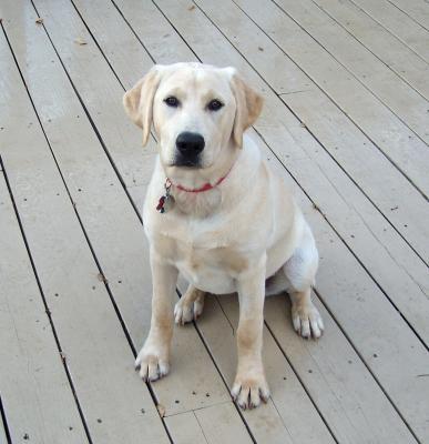 petsmart purina one large breed puppy