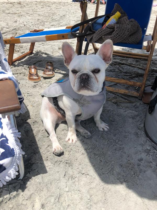 reflective dog vest petsmart