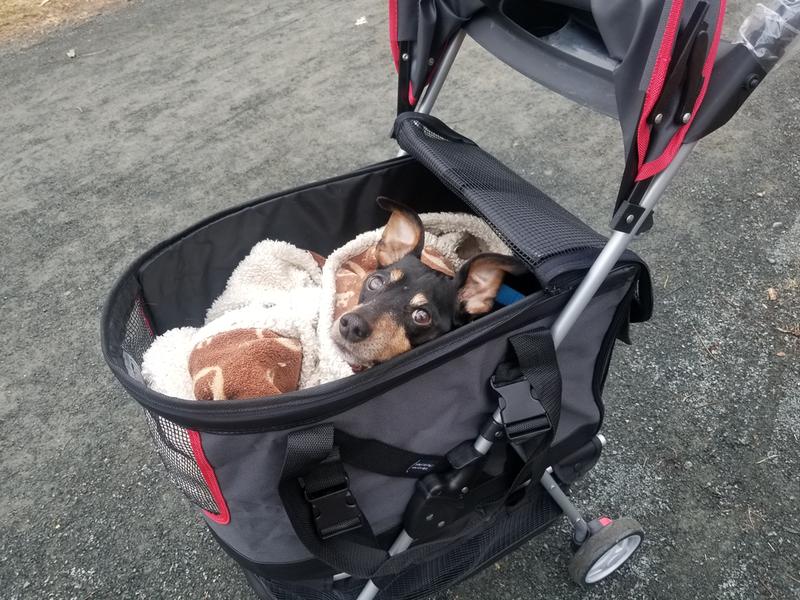 top paw pet stroller petsmart