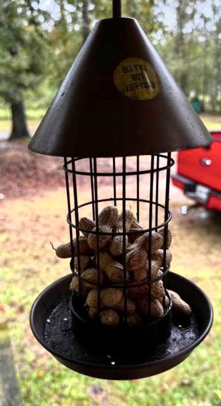 Petsmart bird feeders best sale